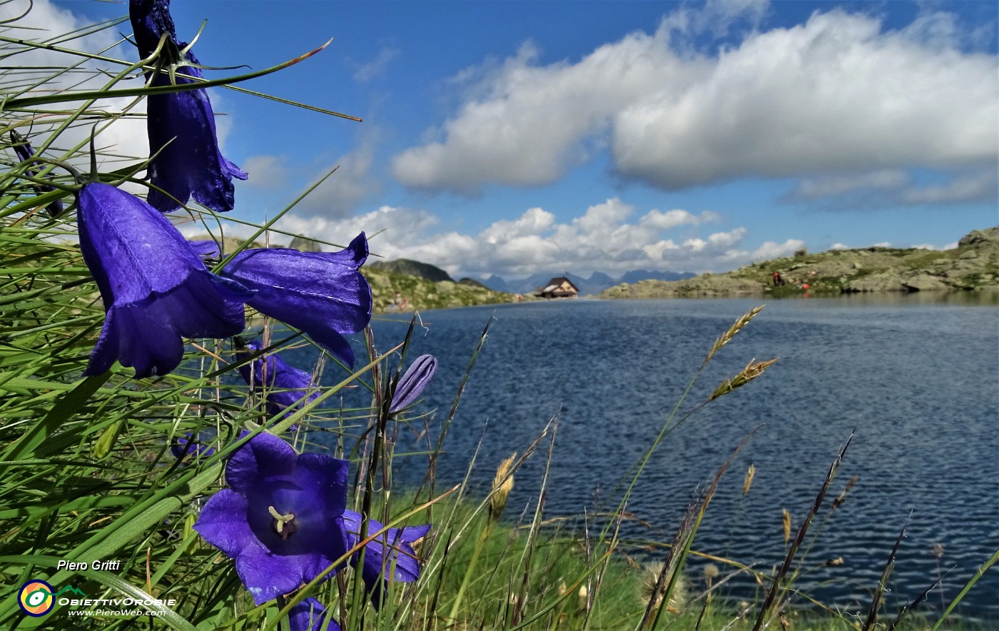 65 Campanula di Scheuchzer (Campanula scheuchzeri) al Lago Piazzotti da dove spunta il Rif. Benigni.JPG